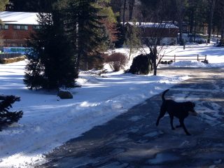 Winter Scene @ SLDC w/ Camp Dog Bo